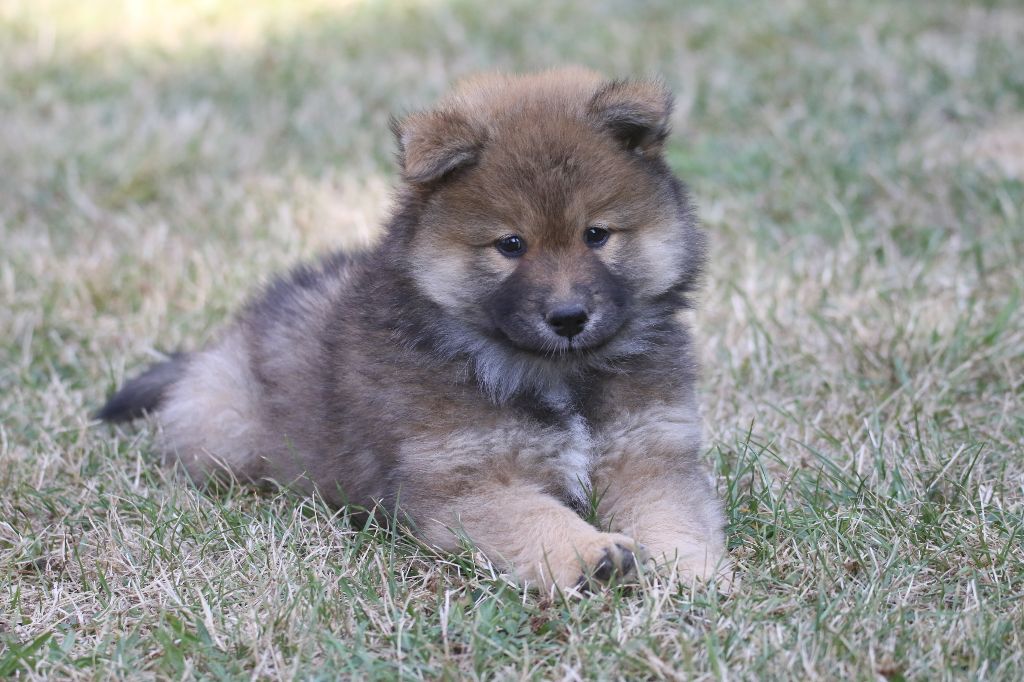 de l'Orée du Serpentout - Chiot disponible  - Eurasier