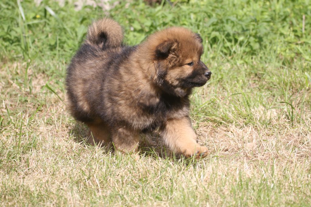 de l'Orée du Serpentout - Chiot disponible  - Eurasier