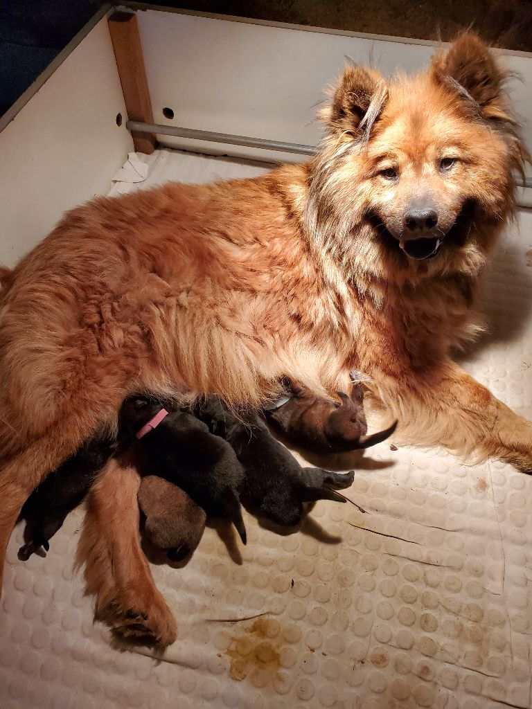 chiot Eurasier de l'Orée du Serpentout