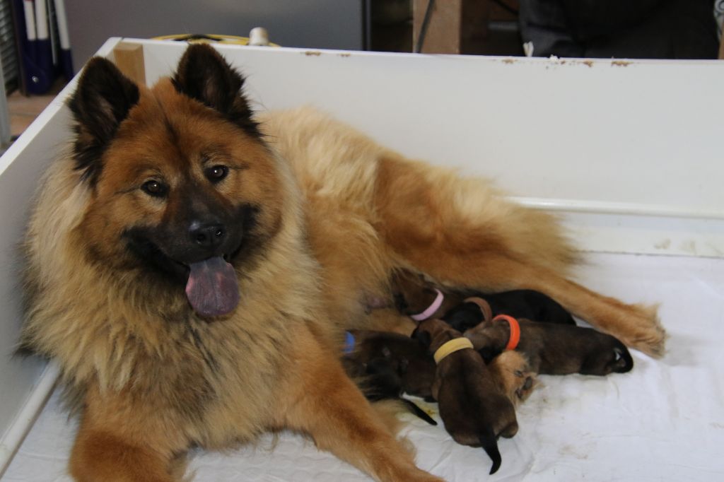 chiot Eurasier de l'Orée du Serpentout