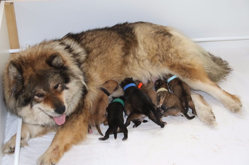 de l'Orée du Serpentout - Eurasier - Portée née le 16/01/2016