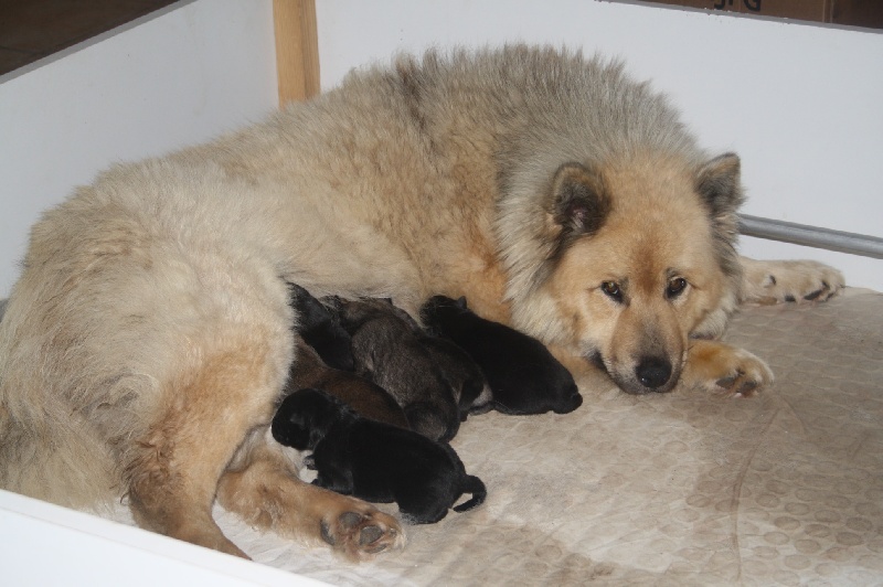 de l'Orée du Serpentout - Eurasier - Portée née le 10/02/2014