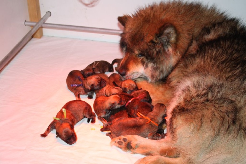 de l'Orée du Serpentout - Eurasier - Portée née le 24/01/2015