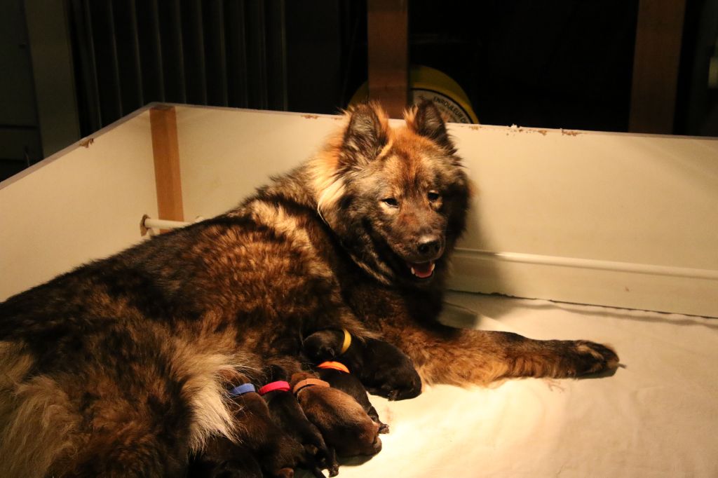 chiot Eurasier de l'Orée du Serpentout