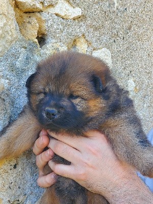 VANILLE FREYJA (bleu)