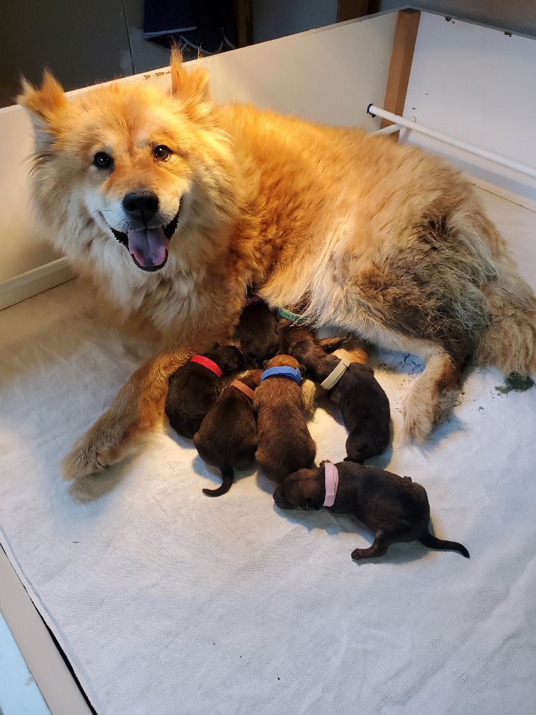 chiot Eurasier de l'Orée du Serpentout