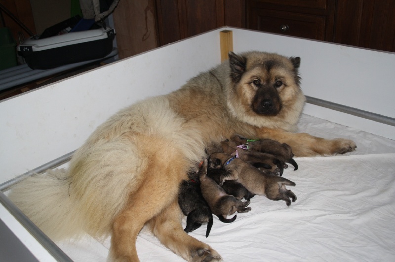 de l'Orée du Serpentout - Eurasier - Portée née le 05/12/2011