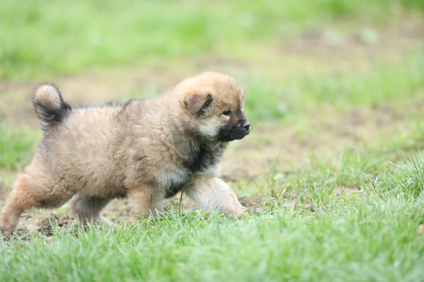 Dernière petite femelle
