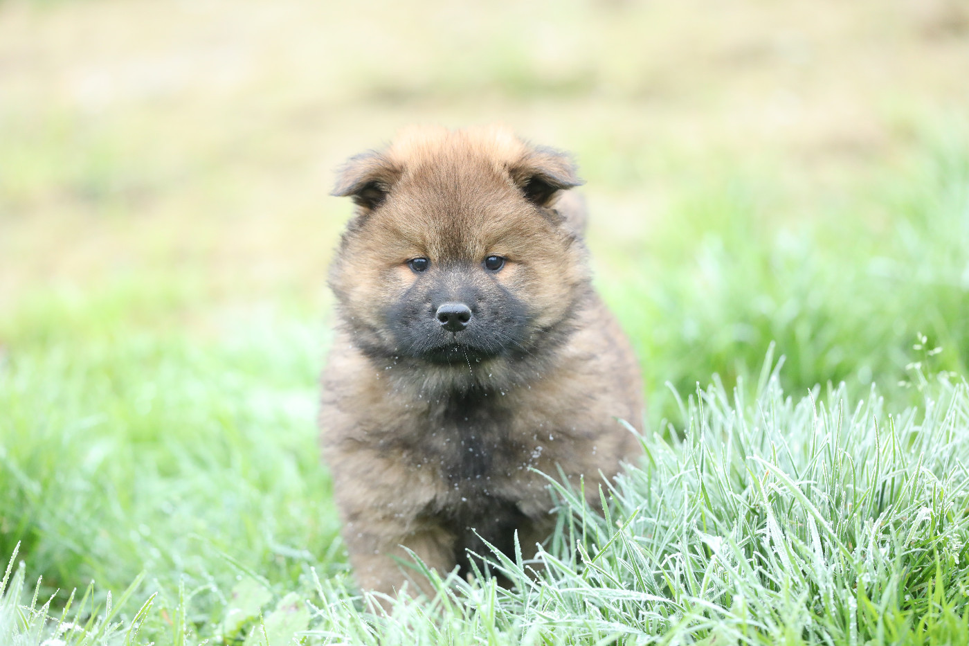 de l'Orée du Serpentout - Chiots disponibles - Eurasier