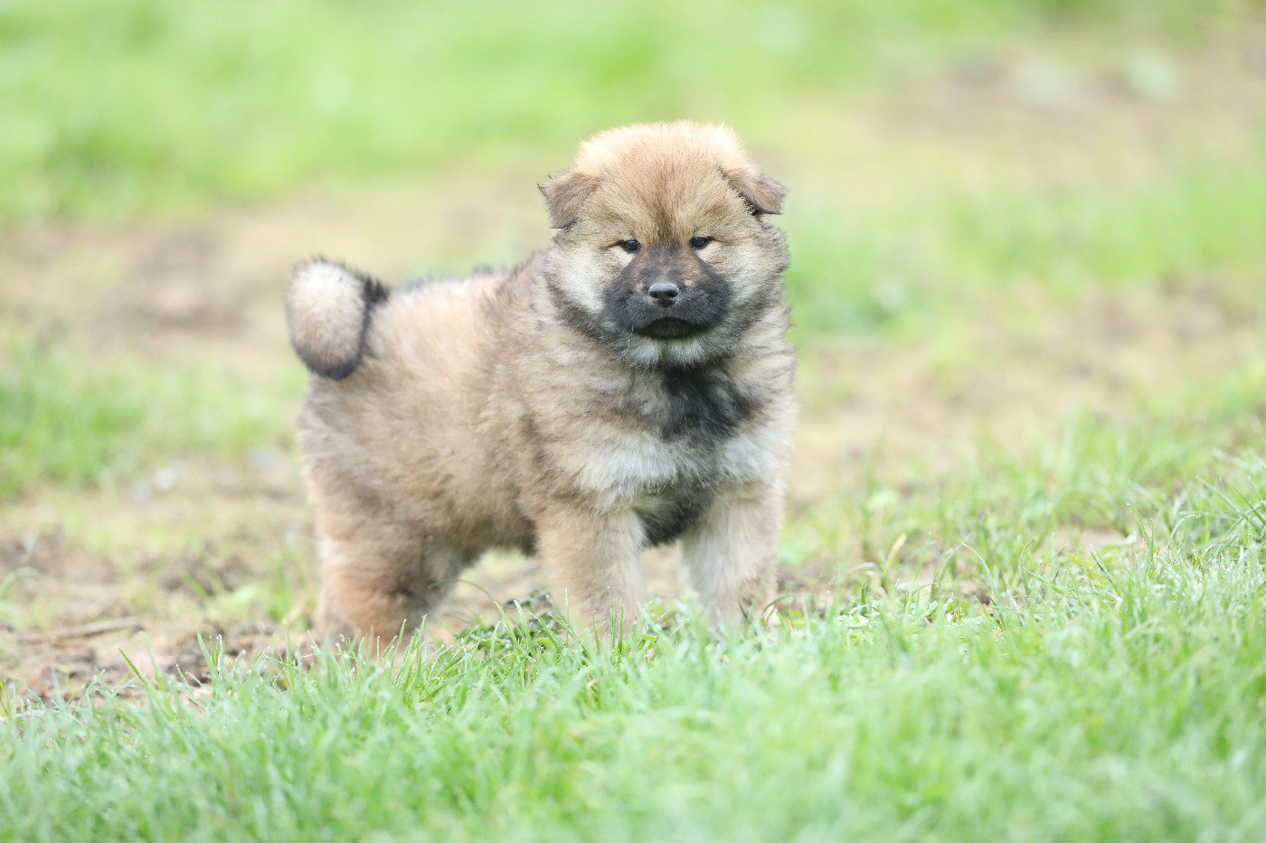 de l'Orée du Serpentout - Chiots disponibles - Eurasier