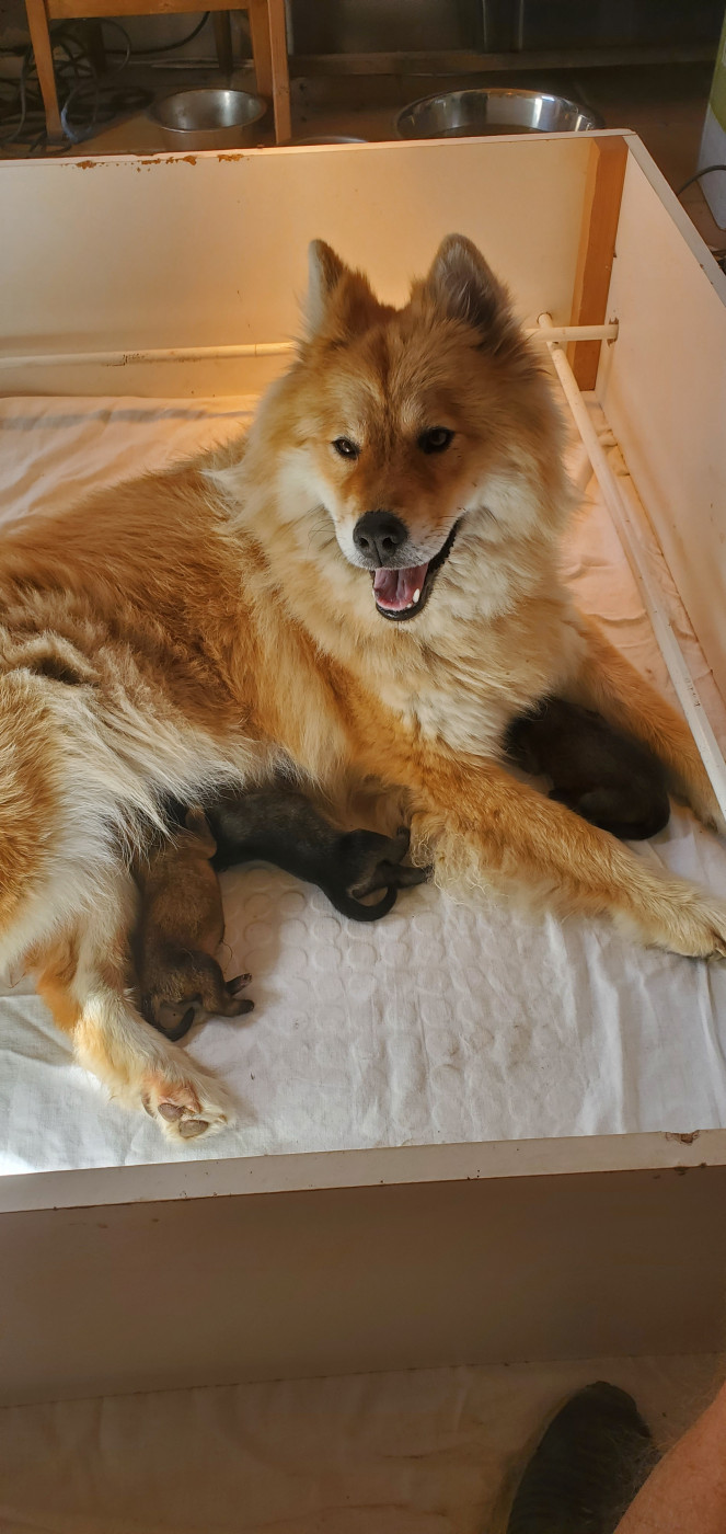 Chiot Eurasier de l'Orée du Serpentout