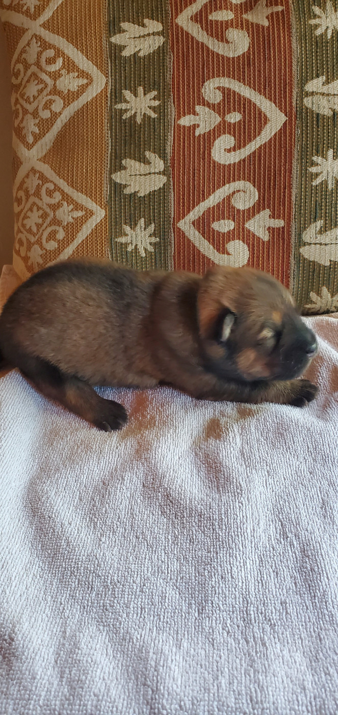 de l'Orée du Serpentout - Chiots disponibles - Eurasier