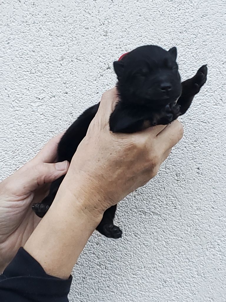 de l'Orée du Serpentout - Chiots disponibles - Eurasier