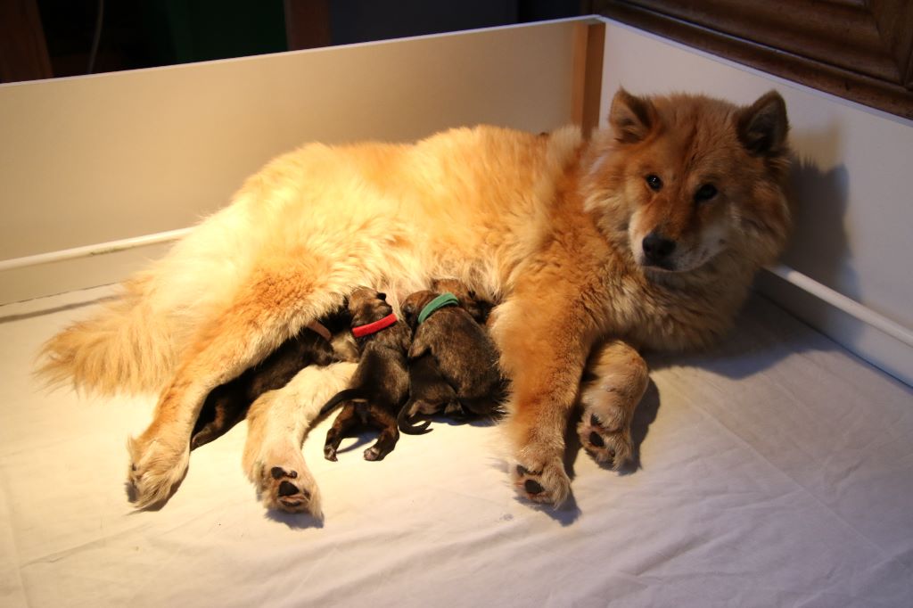 Chiot Eurasier de l'Orée du Serpentout