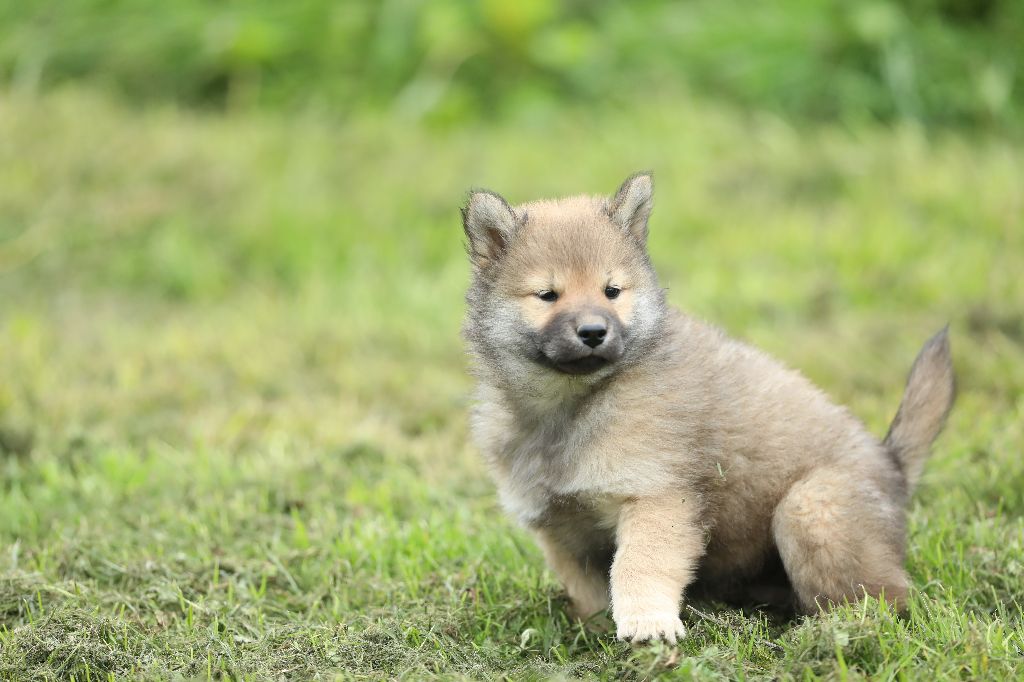 de l'Orée du Serpentout - Chiots disponibles - Eurasier