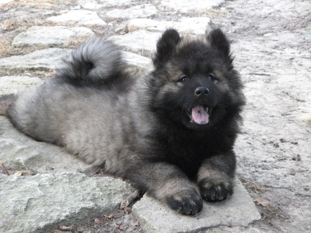 de l'Orée du Serpentout - Eurasier - Portée née le 15/06/2010