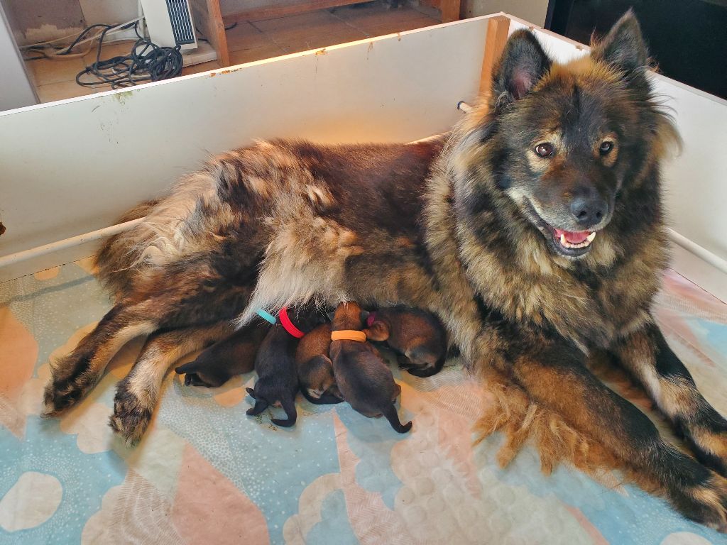 de l'Orée du Serpentout - Eurasier - Portée née le 04/10/2025