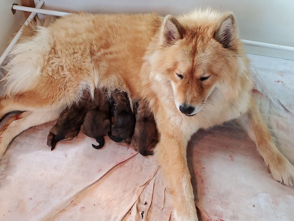 de l'Orée du Serpentout - Eurasier - Portée née le 19/11/2023