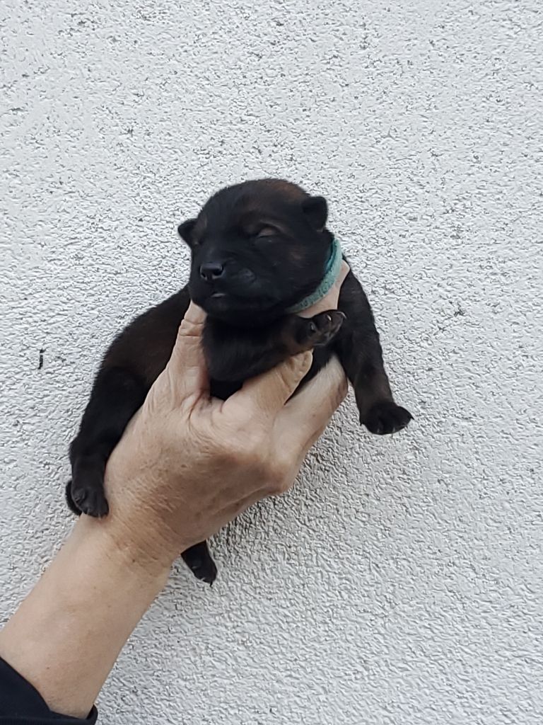 de l'Orée du Serpentout - Chiots disponibles - Eurasier