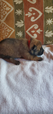 Chiot collier rouge