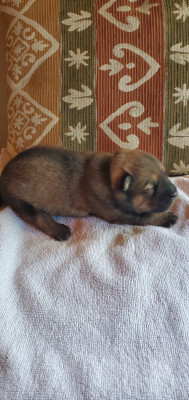 Chiot collier vert
