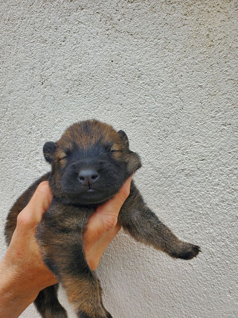 de l'Orée du Serpentout - Chiots disponibles - Eurasier
