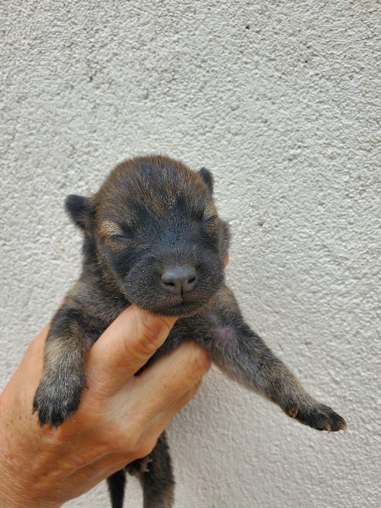 de l'Orée du Serpentout - Chiots disponibles - Eurasier