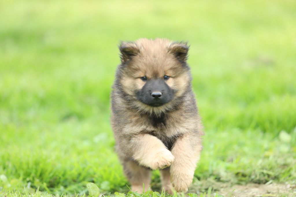 de l'Orée du Serpentout - Chiots disponibles - Eurasier