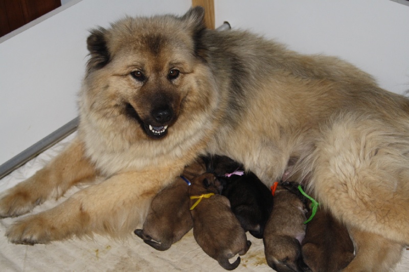 de l'Orée du Serpentout - Eurasier - Portée née le 13/04/2013