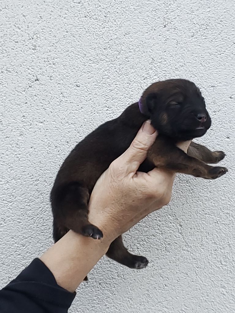 de l'Orée du Serpentout - Chiots disponibles - Eurasier