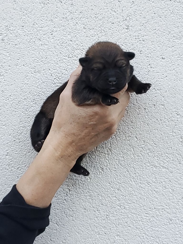 de l'Orée du Serpentout - Chiots disponibles - Eurasier