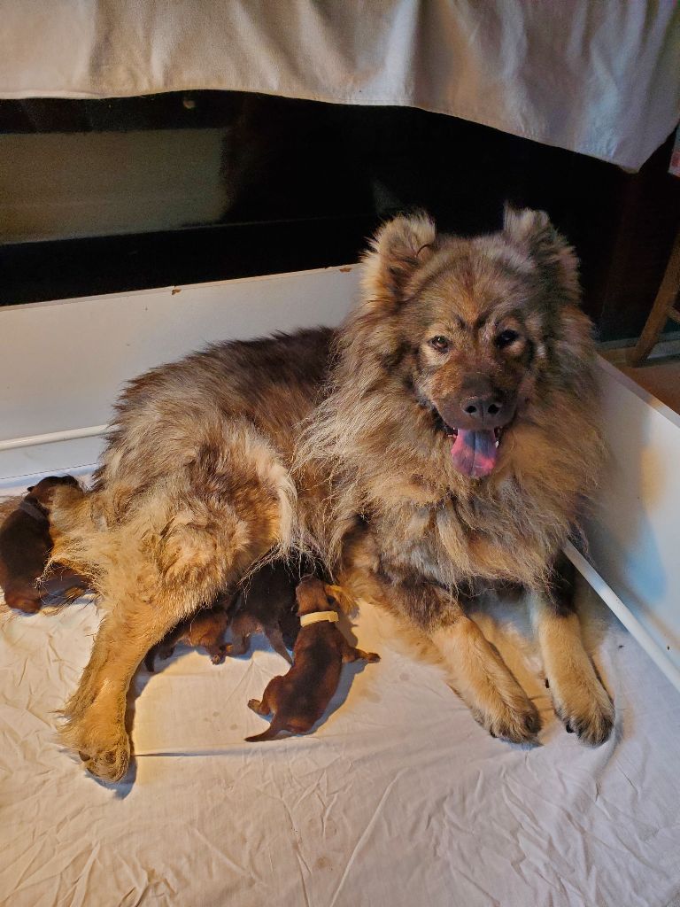 Chiot Eurasier de l'Orée du Serpentout